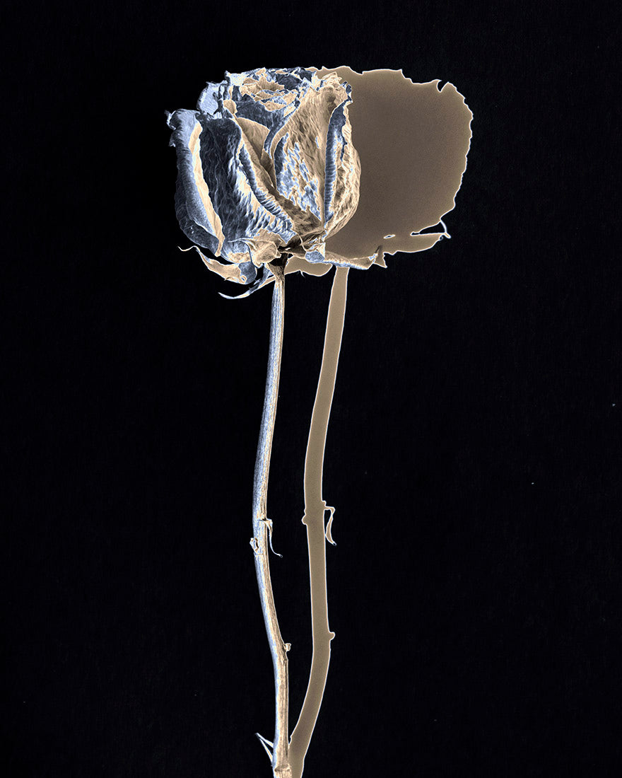 plant, botanical, rose, flower, abstract, art, photography, black, white, silver, sepia, duotone, Rosa rubiginosa, Samuel Stuart Hollenshead