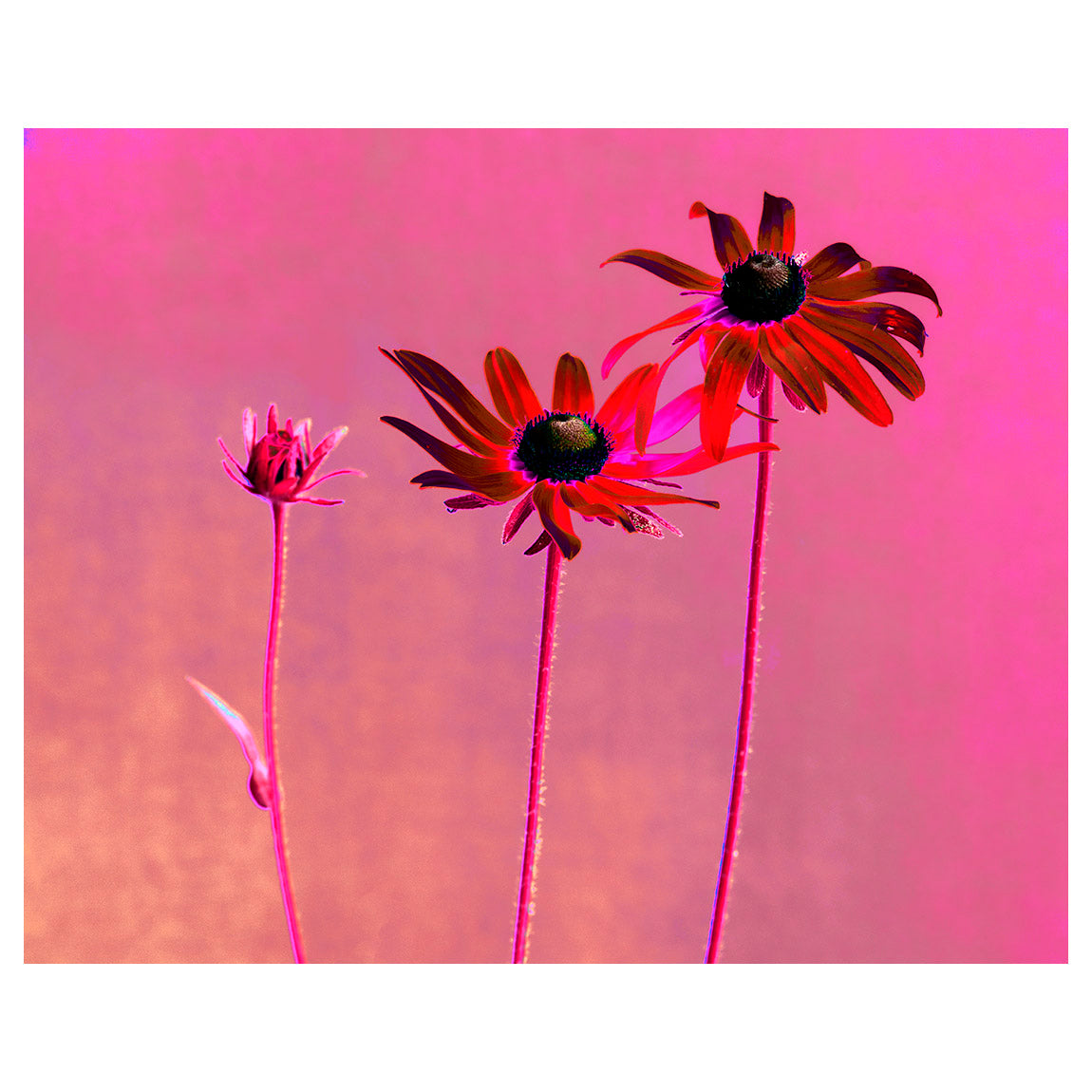 plant, botanical, Black-eyed susan, art, photography, flower, abstract, color, red, pink, Rudbeckia hirta Samuel Stuart Hollenshead