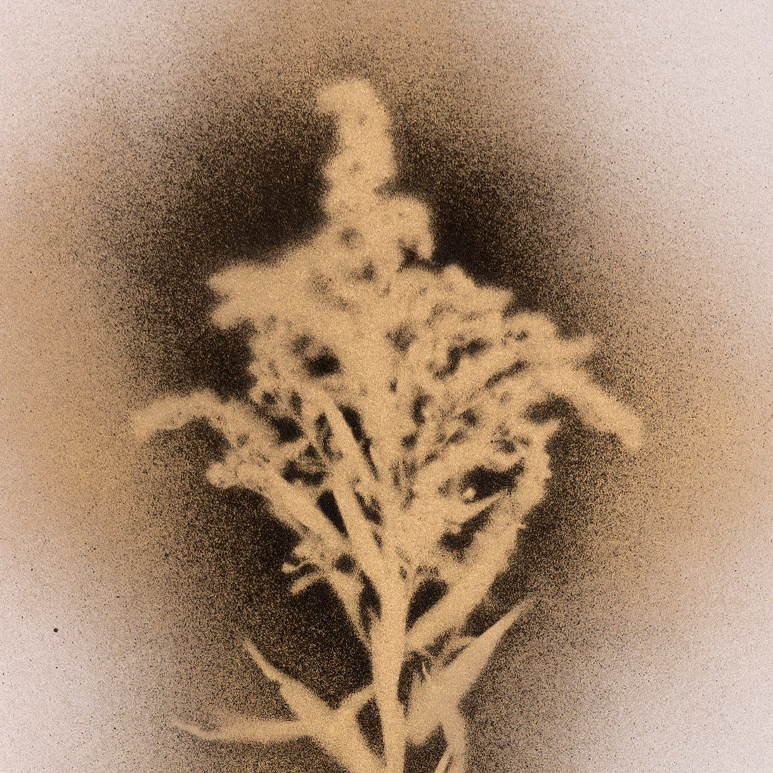 GOLDENROD