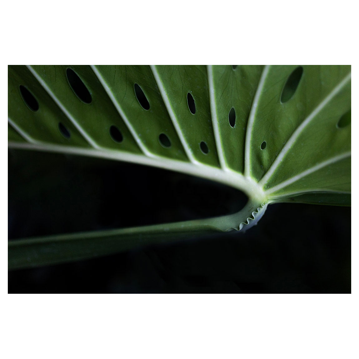 Monstera plant, botanical, art, photography, leaf, rain forest, Costa Rica, color, green, black, macro, Samuel Stuart Hollenshead