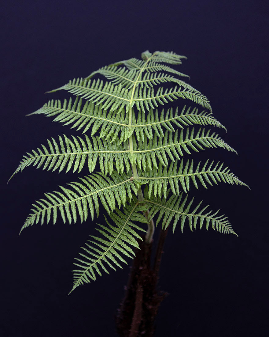Plant Photograph, Fine Art Botanical Photographic Print of a rainforest fern in Arenal, Costa Rica. Photography by Samuel Stuart Hollenshead / Botanical Darkroom