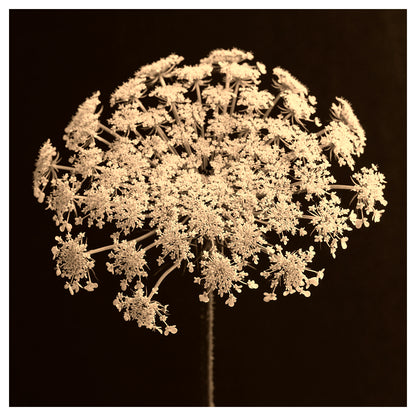 plant, botanical, flower, art, photography, black and white, analog, queen anne’s lace, monochrome, Samuel Stuart Hollenshead