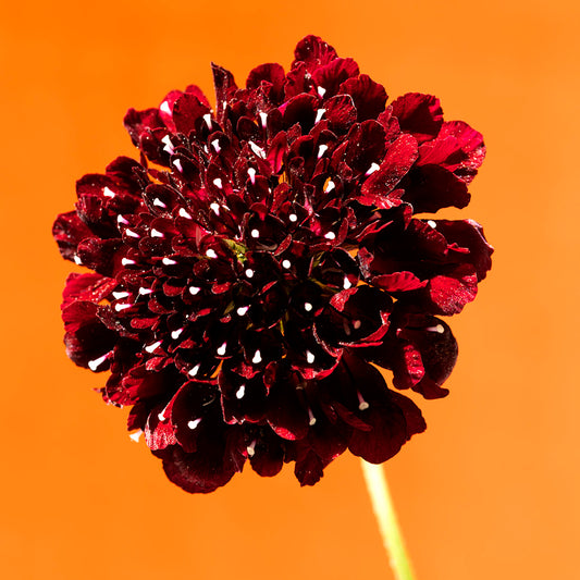 plant, botanical, flower, art, photography Mourningbride, flower, plant, botanical, red, orange, macro, Scabiosa atropurpurea, Samuel Stuart Hollenshead