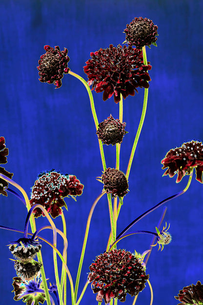 Mourningbride, plant, botanical, art, photography, flower, floral, color, blue, abstract, Scabiosa atropurpurea, Samuel Stuart Hollenshead