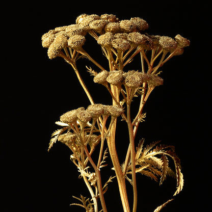 GOLDEN TANSY