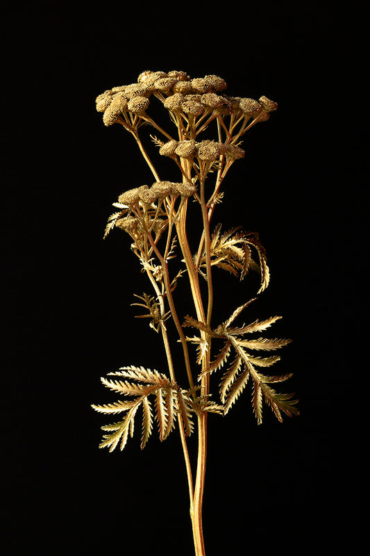 plant, botanical, Tansy, flower, art, photography, gold, black, Tanacetum Vulgare Samuel Stuart Hollenshead