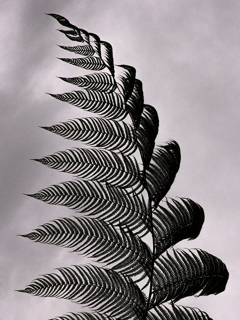 Giant, tree, fern, leaves, Costa Rica, rainforest, botanical, plant, art, photography, monochrome, monotone, black, gray, Cyathea delgadii, Samuel Stuart Hollenshead