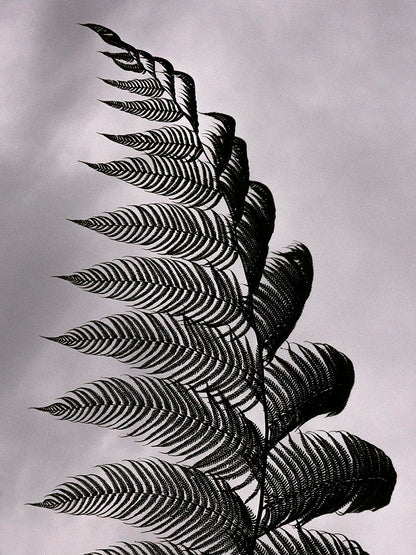 Giant, tree, fern, leaves, Costa Rica, rainforest, botanical, plant, art, photography, monochrome, monotone, black, gray, Cyathea delgadii, Samuel Stuart Hollenshead