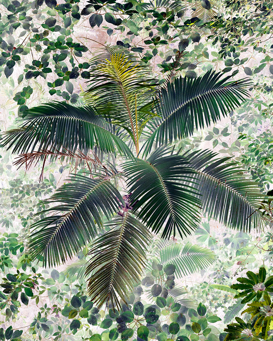 plant, botanical, Palm tree, leaves, Costa Rican rainforest, green, yellow, black, abstract, art, photography, home decor, Samuel Stuart Hollenshead