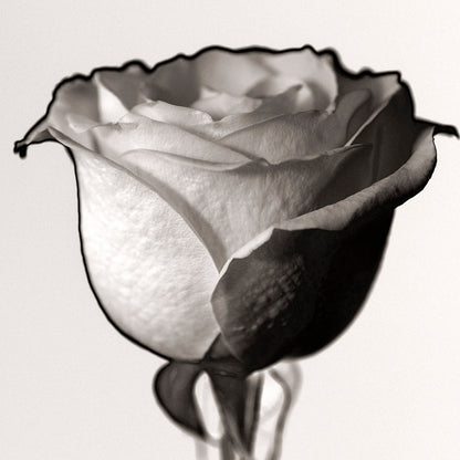 WHITE ROSE