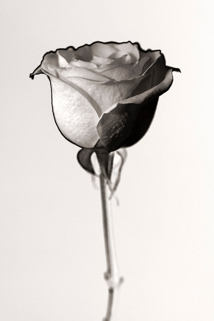 plant, botanical, rose, flower, art, photography, minimalism, black and white, sepia, monochrome, Samuel Stuart Hollenshead