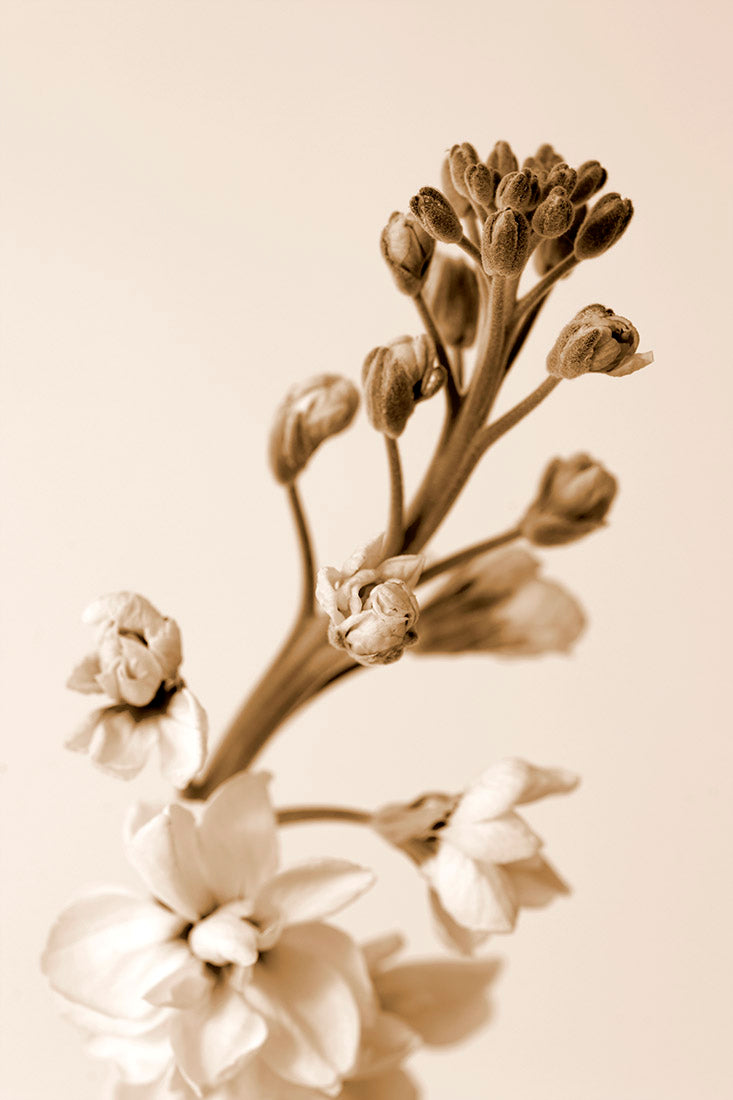 plant, botanical, flower, art, photography, sepia, alternative, Samuel Stuart Hollenshead