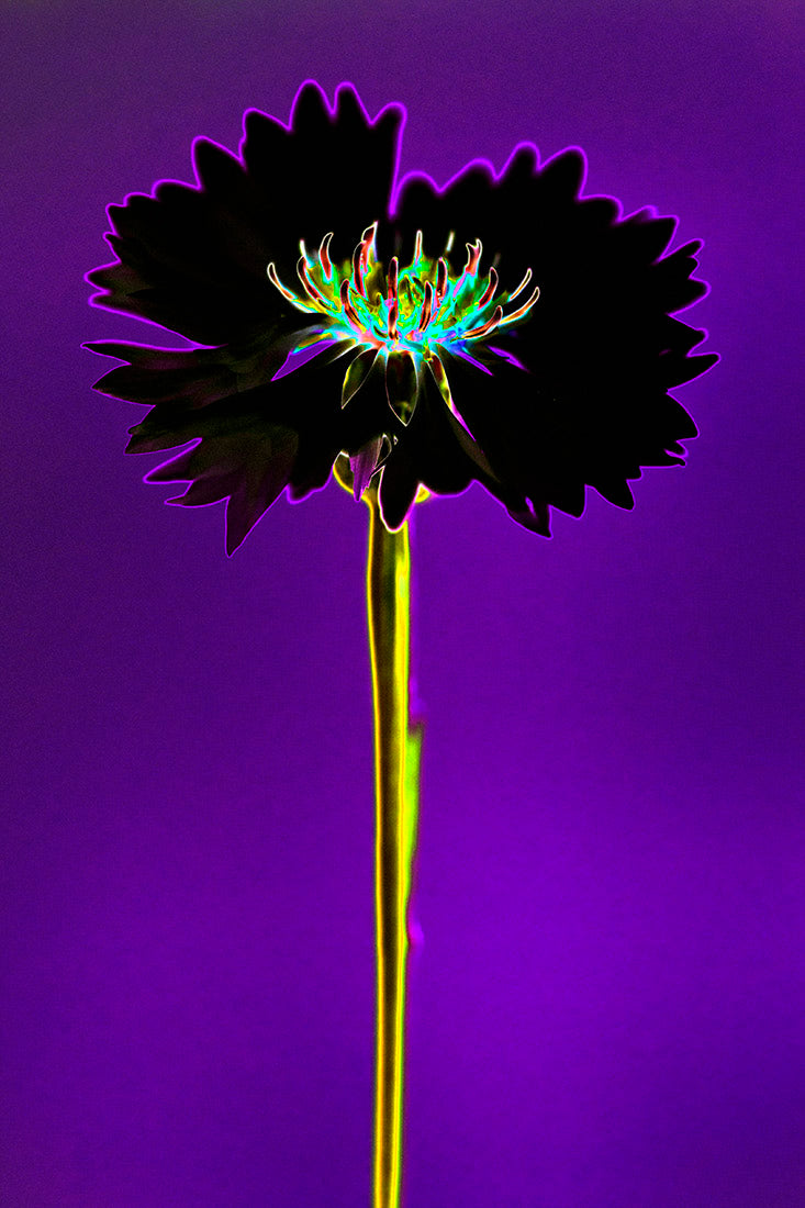 plant, botanical, flower, art, photography, minimalism, color, magenta, black, yellow, Samuel Stuart Hollenshead