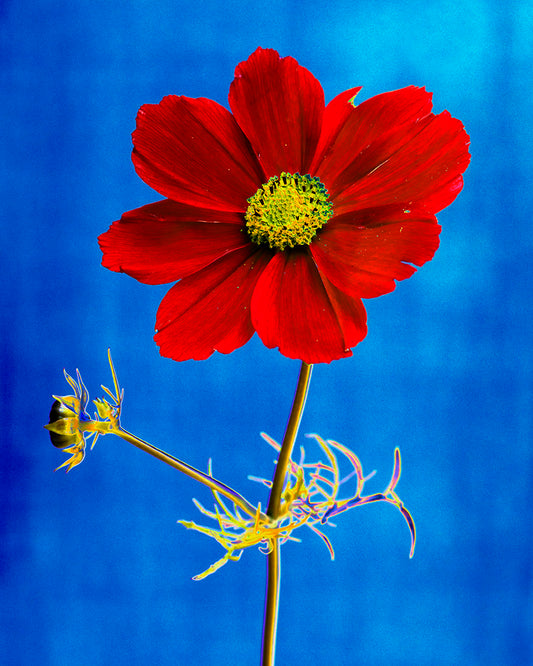 plant, botanical, flower, art, photography, minimalism, color, blue, red, Samuel Stuart Hollenshead