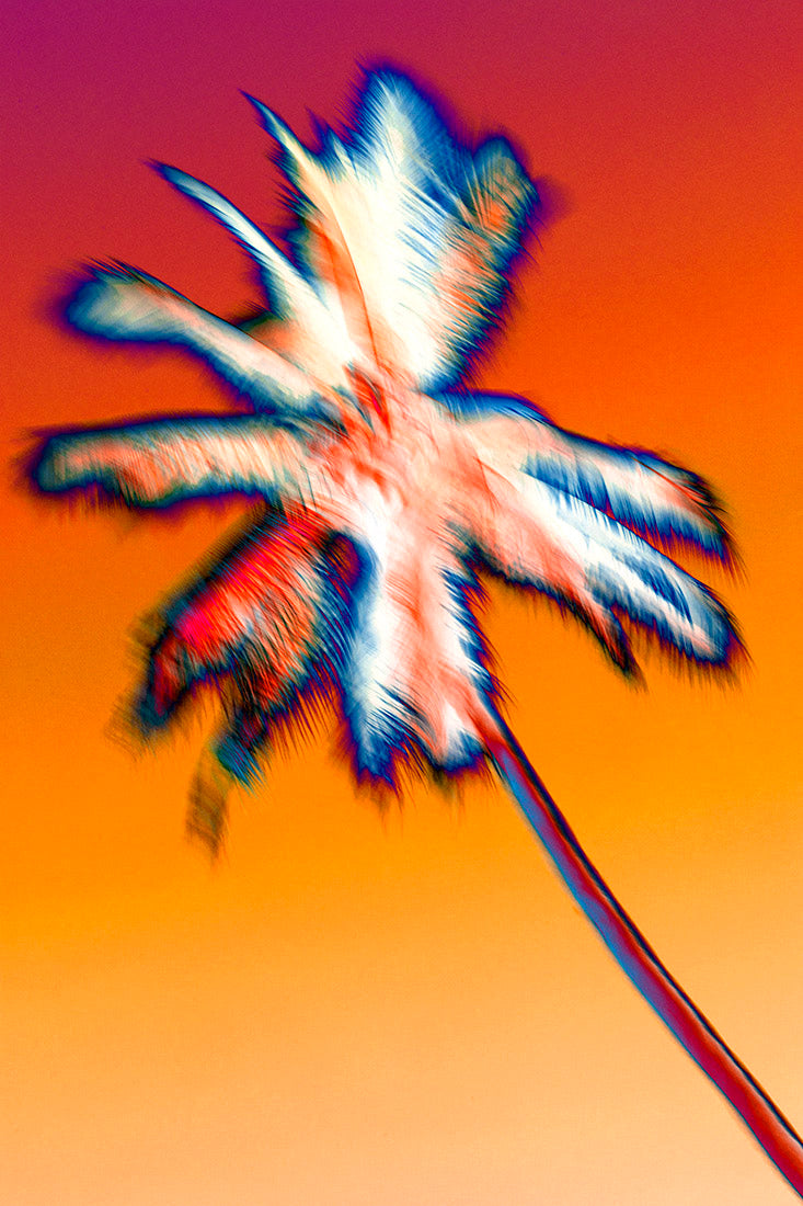 Palm tree, Botanical, art, photography, Costa Rica, beach, orange, red, abstract, sunrise, sunset, Samuel Stuart Hollenshead