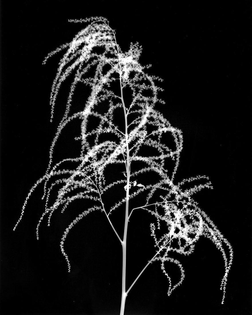 plant, botanical, art, photography, black and white, analog, photogram, Samuel Stuart Hollenshead