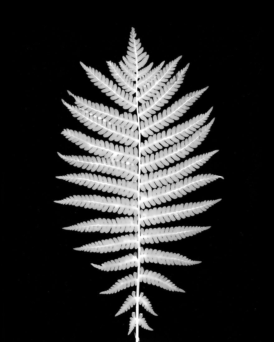 plant, botanical, art, photography, black and white, analog, photogram, fern, Samuel Stuart Hollenshead