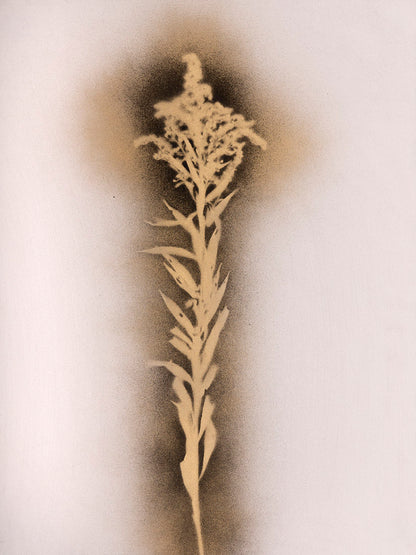 plant, botanical, Goldenrod, flower, gold, black, white, art, photography, photogram, monotone, cameraless, Solidago altissima, Samuel Stuart Hollenshead