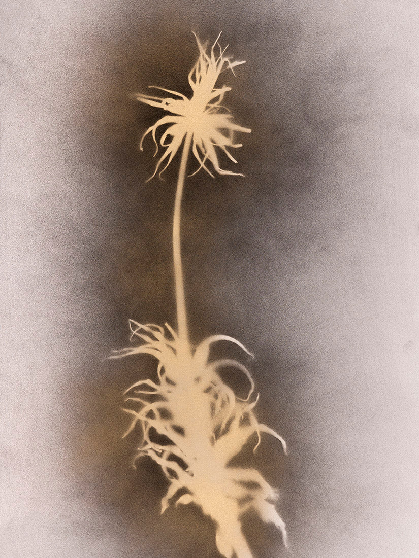 plant, botanical, Crown imperial, flower, gold, black, white, art, duotone, cameraless, photogram, photography, fritillaria Imperialis, Samuel Stuart Hollenshead