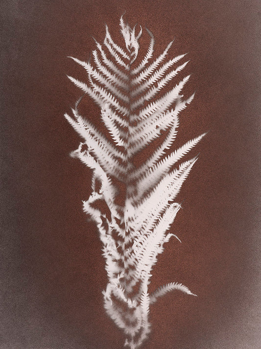 plant, botanical, art, photography, Ostrich fern, monotone, sepia, black, white, brown, gold, photogram, cameraless, Matteuccia struthiopteris, Samuel Stuart Hollenshead