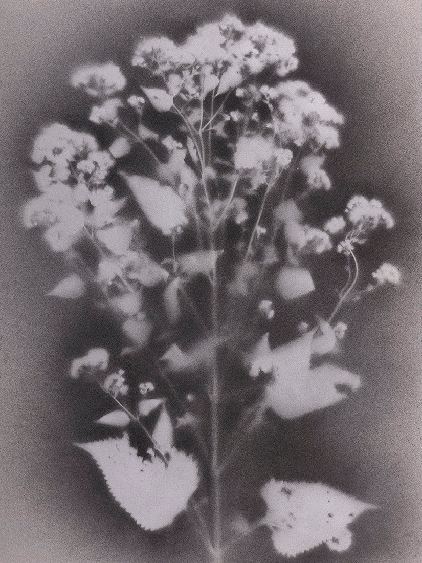 Plant, botanical, art, experimental, alternative, contemporary, cameraless, photography, photogram, sepia, Samuel Stuart Hollenshead