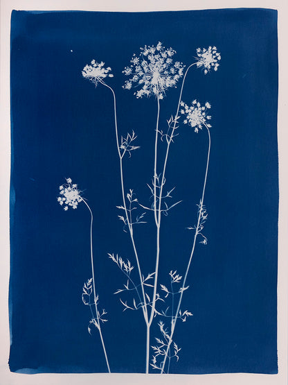 plant, botanical, Queen Anne’s Lace, art, photography, cyanotype, blue, white, color, photogram, cameraless, Daucus Carota, Samuel Stuart Hollenshead