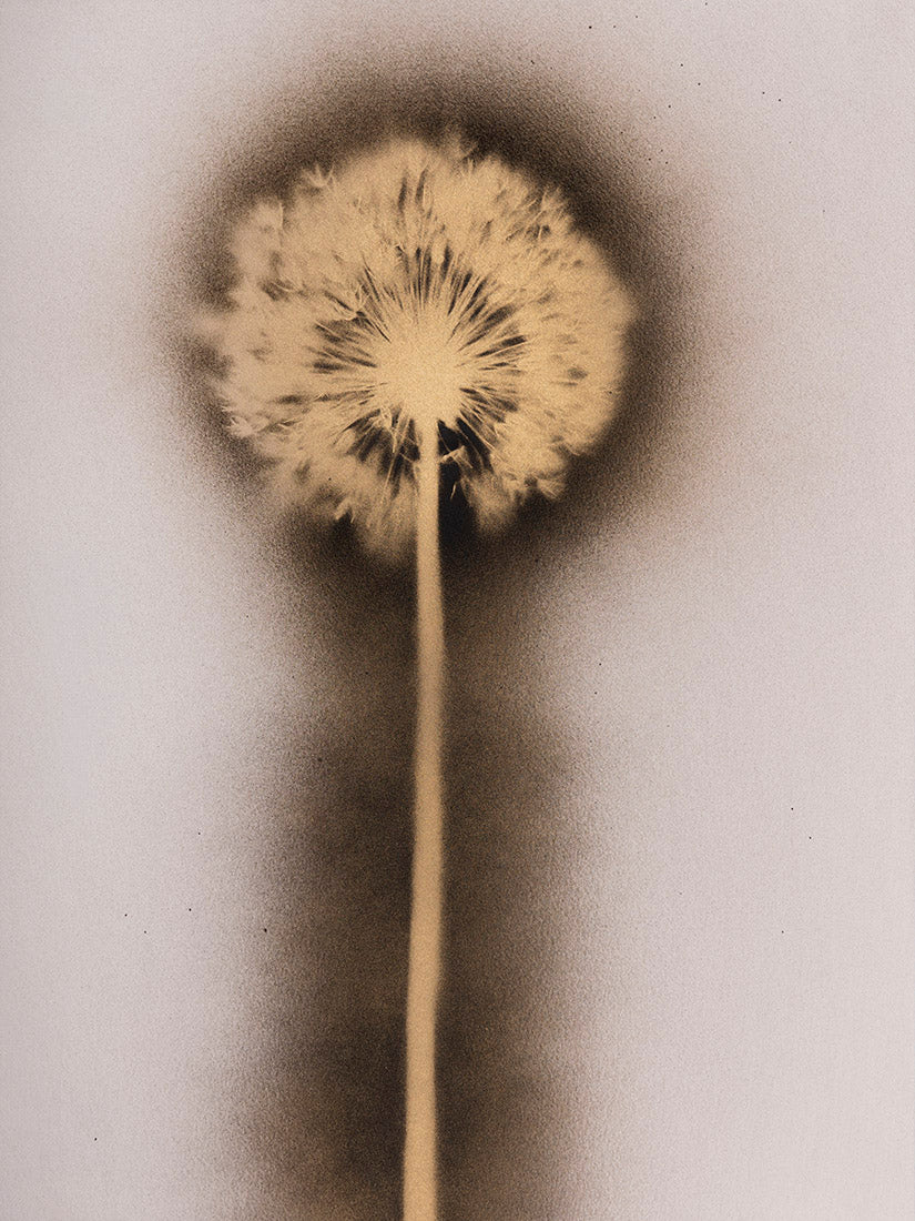 plant, botanical, allium millenium, ornamental onion, flower, gold, black, white, art, photography, photogram, monotone, cameraless, Samuel Stuart Hollenshead