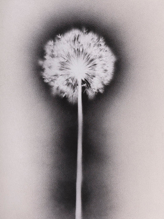 plant, botanical, flower, silver, black, white, art, alternative, photography, photogram, cameraless, Samuel Stuart Hollenshead allium millenium, ornamental onion