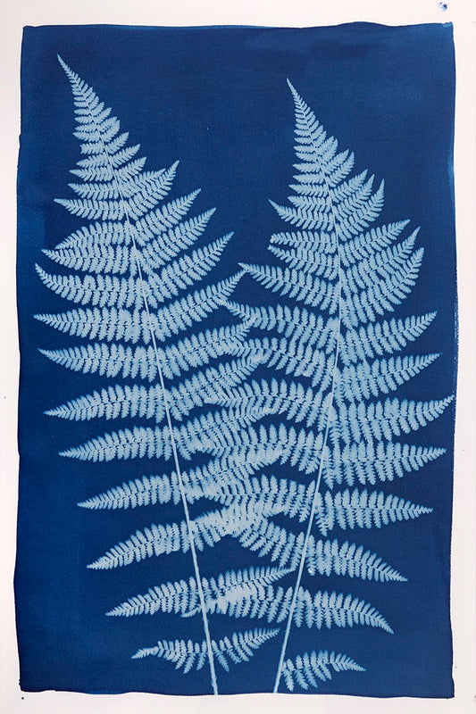 plant, botanical, Lady Fern, cyanotype, blue, white, color, art, photography, photogram, cameraless, felix femina, Samuel Stuart Hollenshead