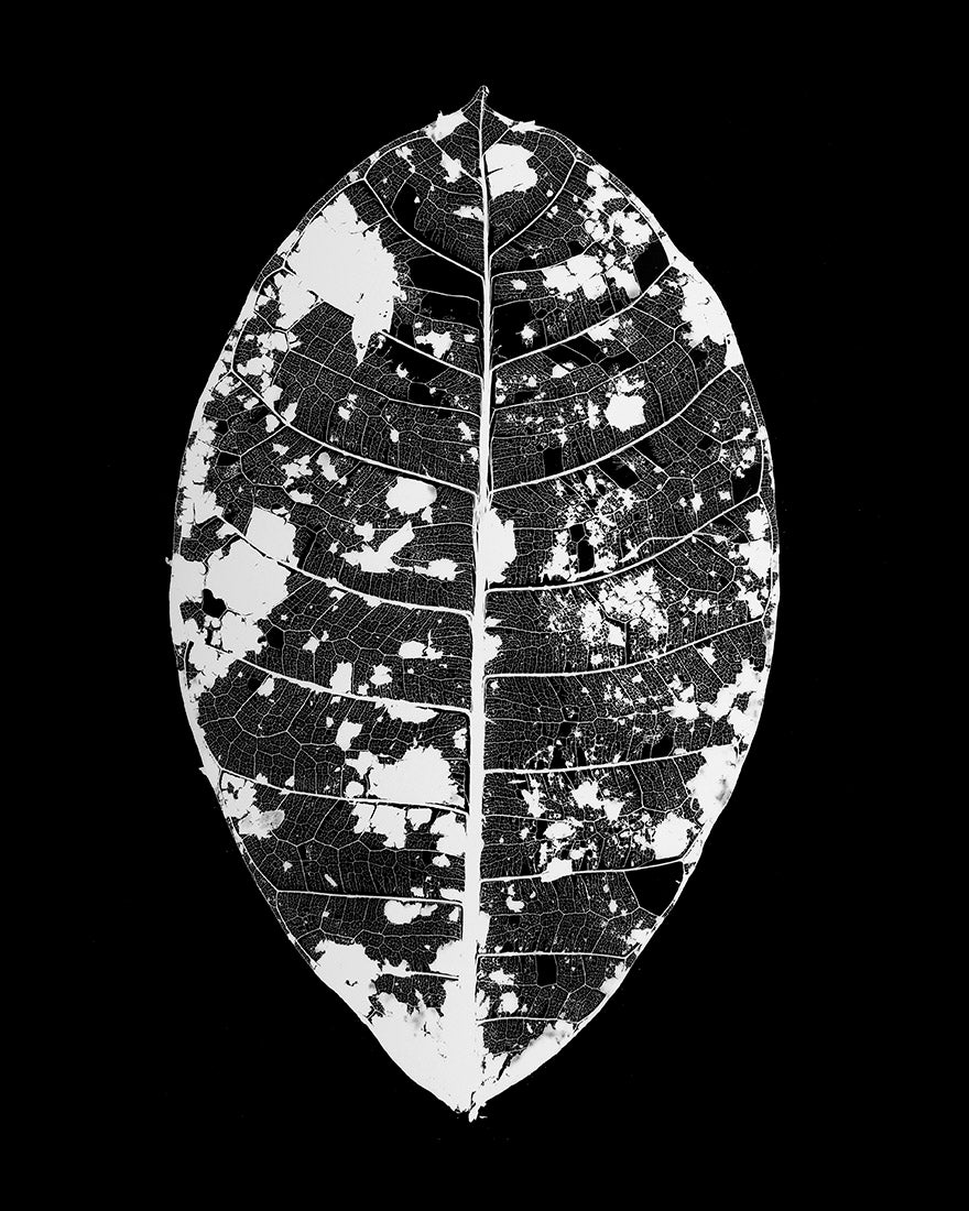 plant, botanical, art, photography, Costa Rica, black and white, rainforest, leaf, photogram, Samuel Stuart Hollenshead