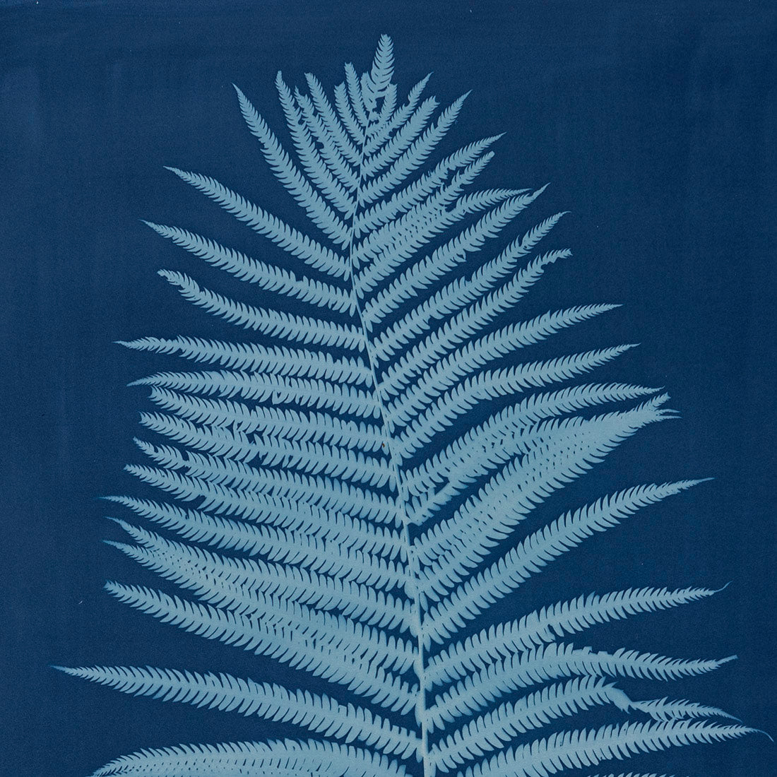 OSTRICH FERN # 2