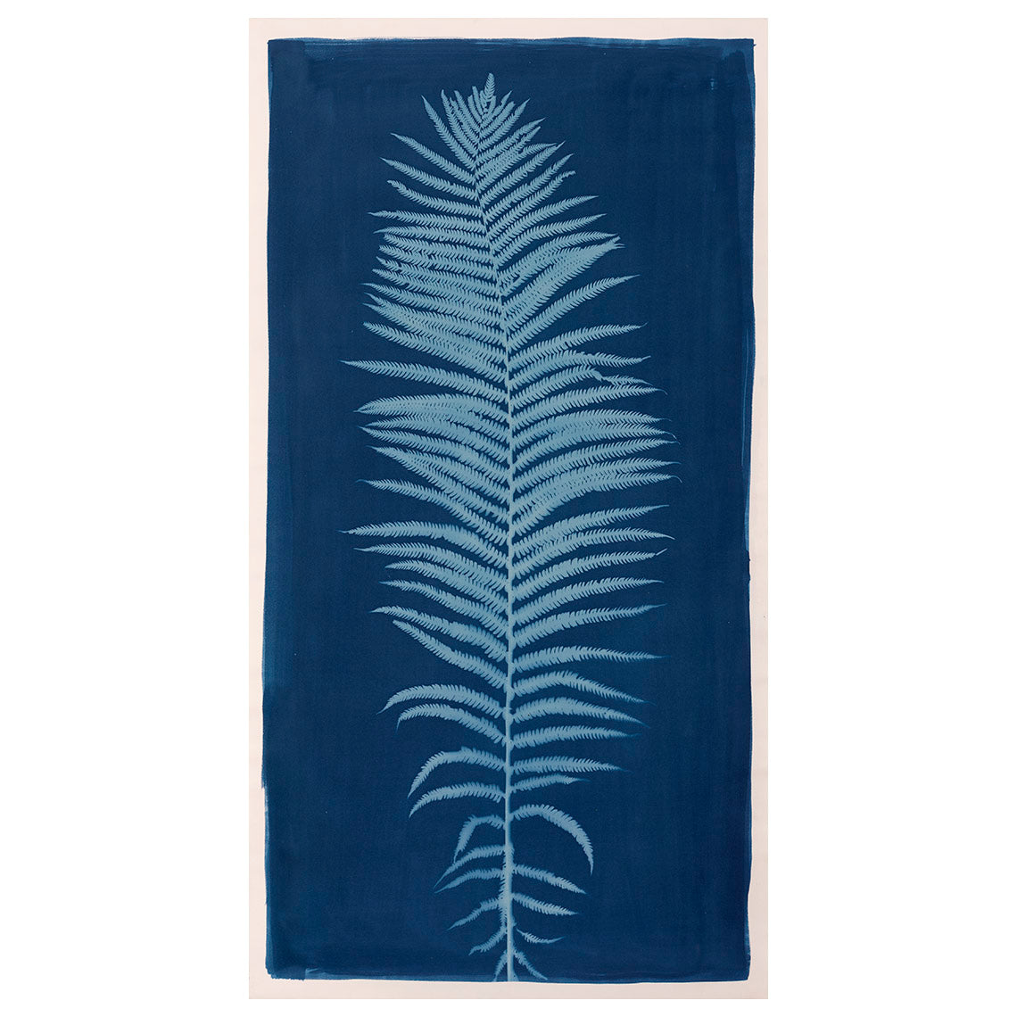 Plant, botanical, Ostrich Fern, cyanotype, color, blue, white, art, photography, photogram, cameraless, Matteuccia struthiopteris, Samuel Stuart Hollenshead