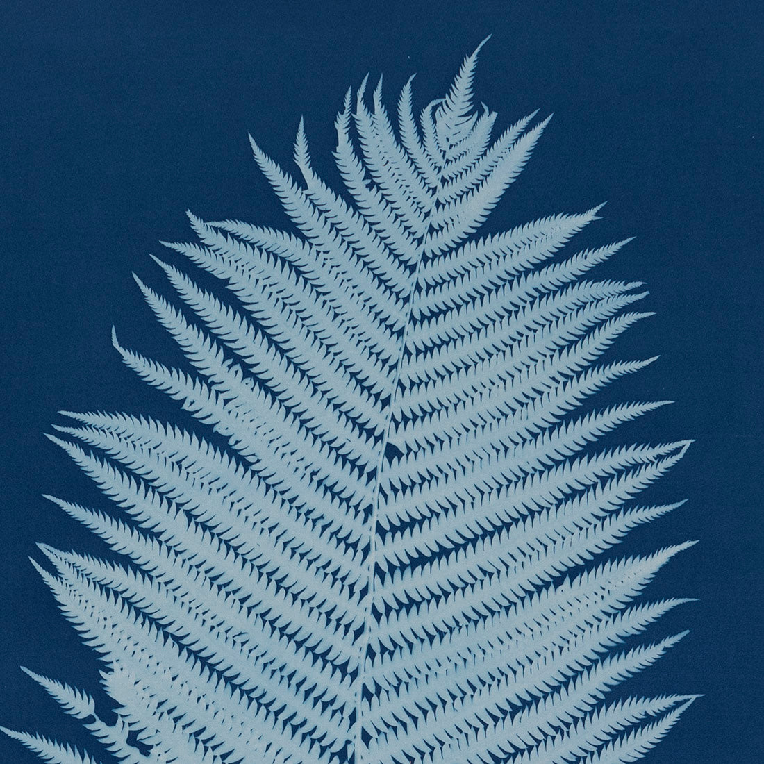 OSTRICH FERN # 1