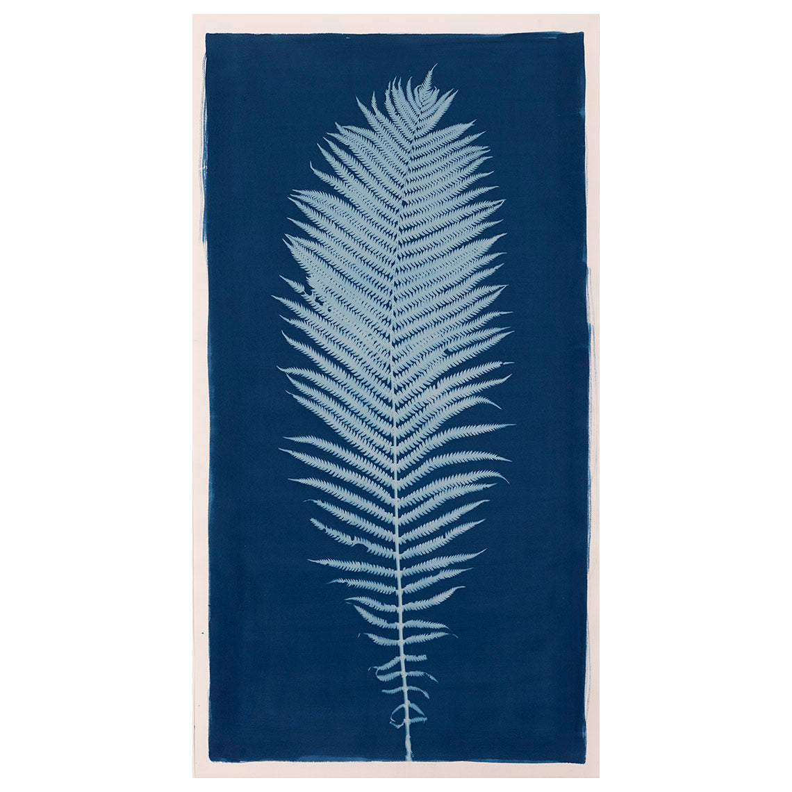 Plant, botanical, Ostrich Fern, cyanotype, color, blue, white, art, photography, photogram, cameraless, Matteuccia struthiopteris, Samuel Stuart Hollenshead