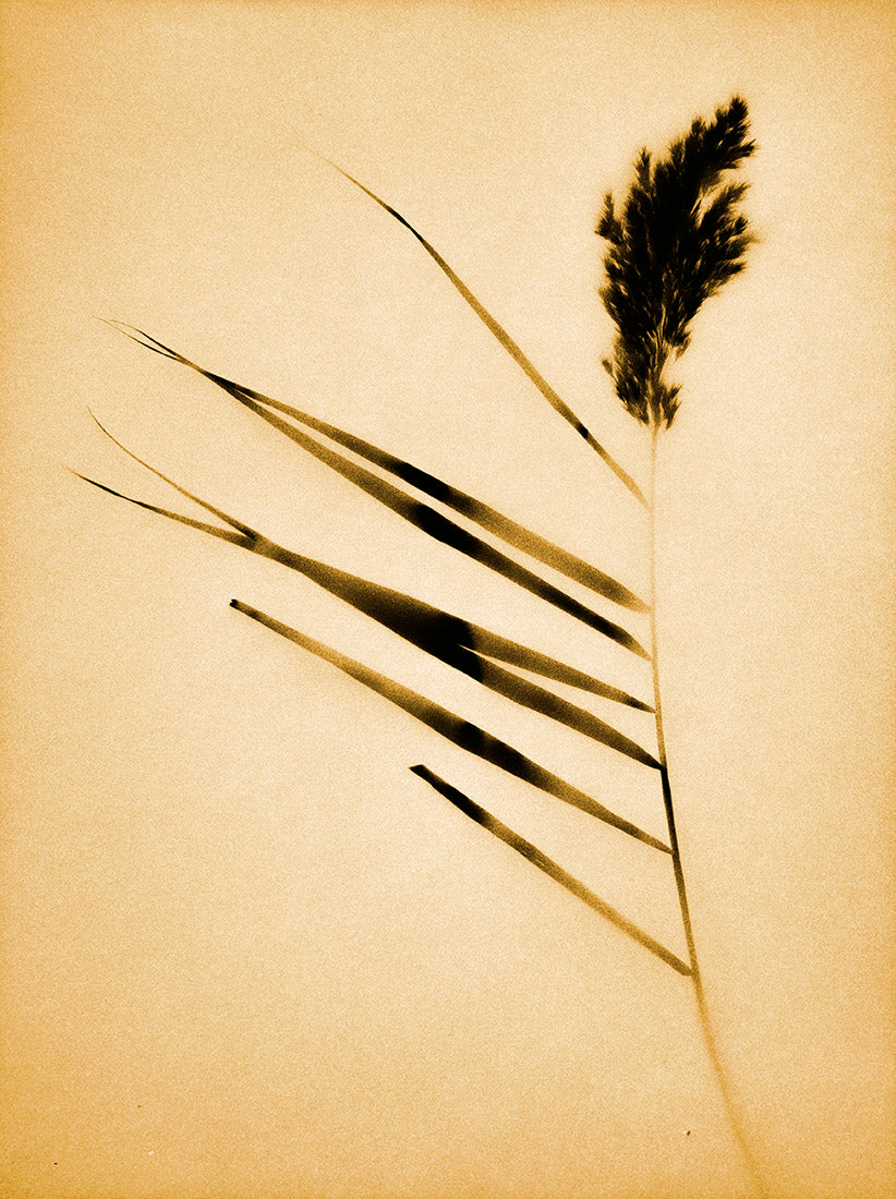 Plant, botanical, art, experimental, alternative, contemporary, cameraless, photography, photogram, sepia, Samuel Stuart Hollenshead