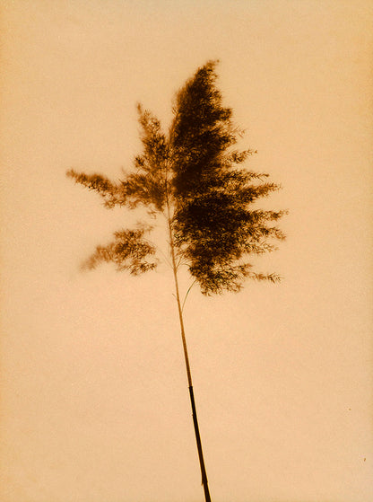 Plant, botanical, art, experimental, alternative, contemporary, photography, photogram, sepia, Samuel Stuart Hollenshead