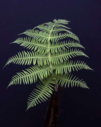 Plant Photograph, Fine Art Botanical Photographic Print of a rainforest fern in Arenal, Costa Rica.  Photography by Samuel Stuart Hollenshead / Botanical Darkroom