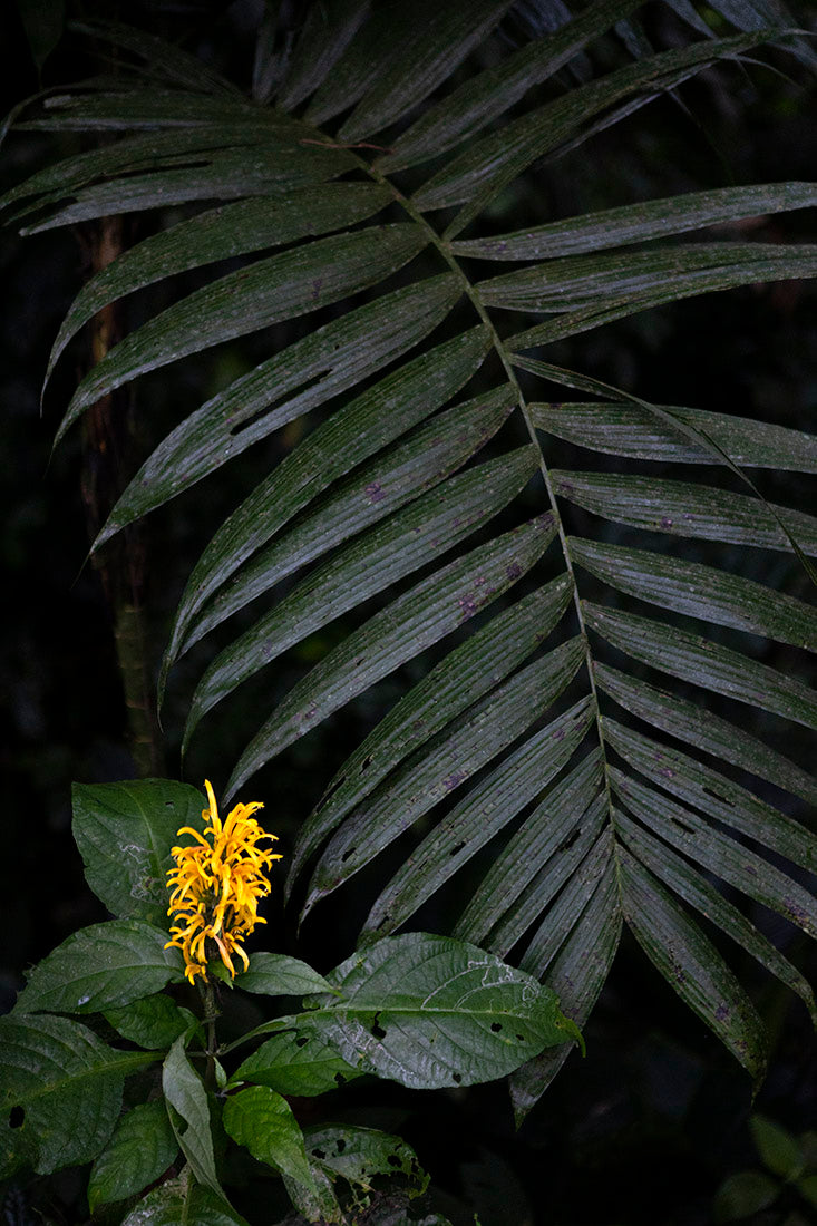 Alt Text: Plant, botanical, art, flower,photography, leaf, rain forest, Costa Rica, color, green, black, Samuel Stuart Hollenshead 