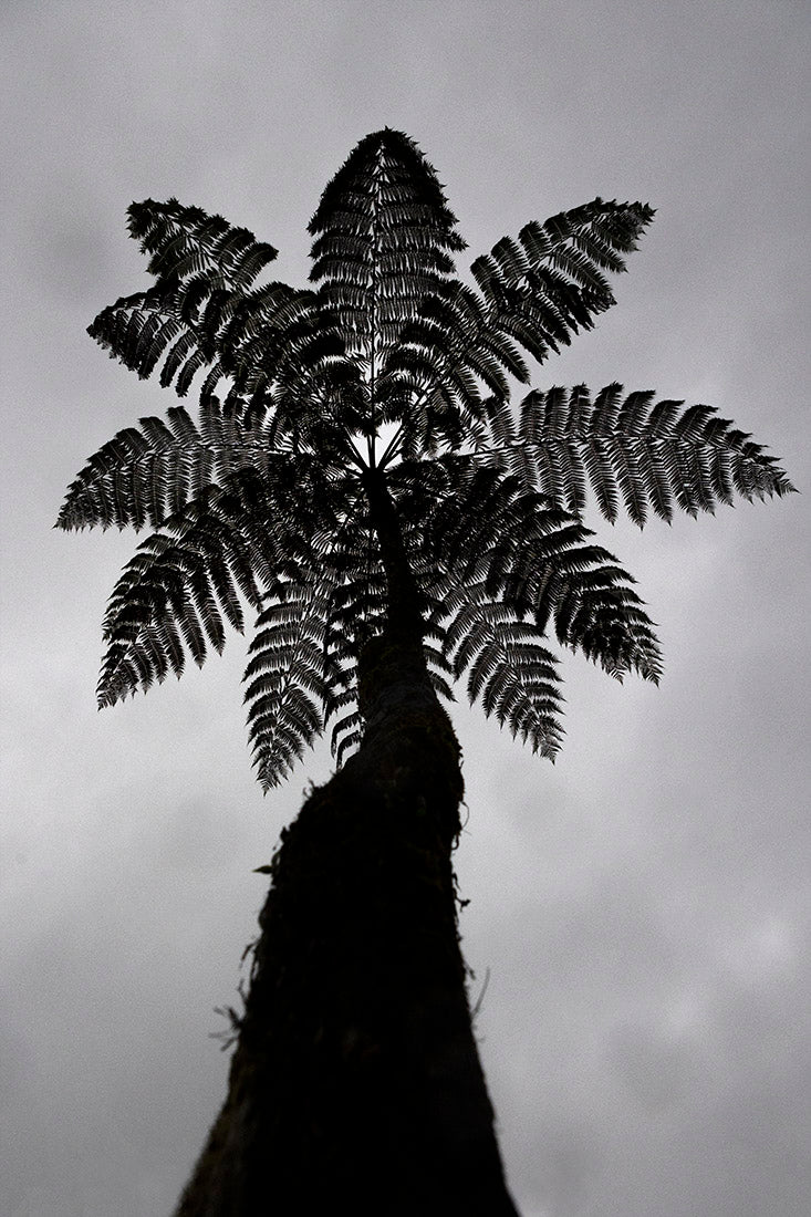 Giant, tree, fern, leaves, Costa Rica, rainforest, botanical, plant, art, photography, monochrome, black, gray, Cyathea delgadii, Samuel Stuart Hollenshead