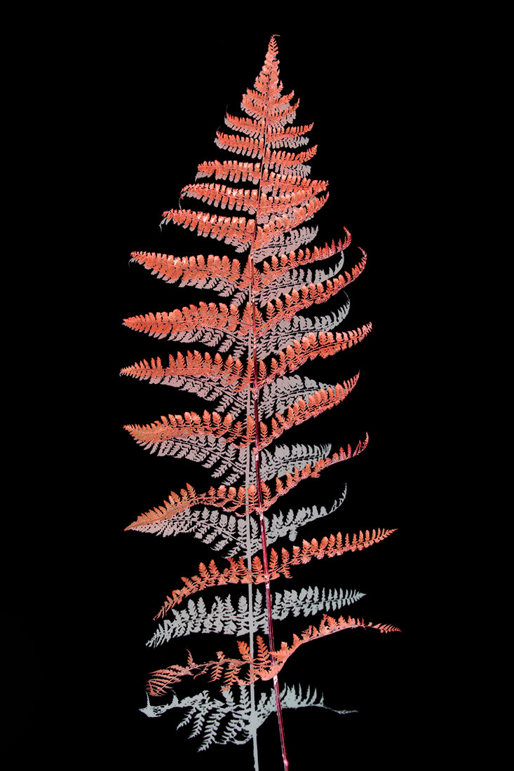 Plant, botanical, Lady Fern, art, abstract, photography, home decor, color, black, red, gray, minimal, felix femina, Samuel Stuart Hollenshead