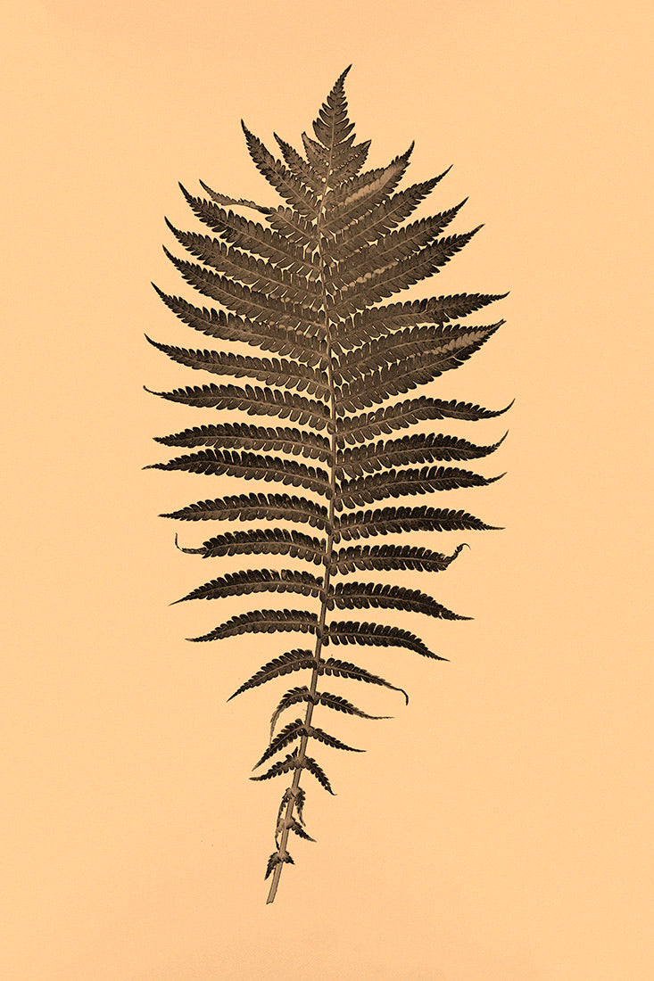 Alt Text: Plant, Fern, botanical, art, experimental, alternative, contemporary, photography, minimal, sepia, Samuel Stuart Hollenshead