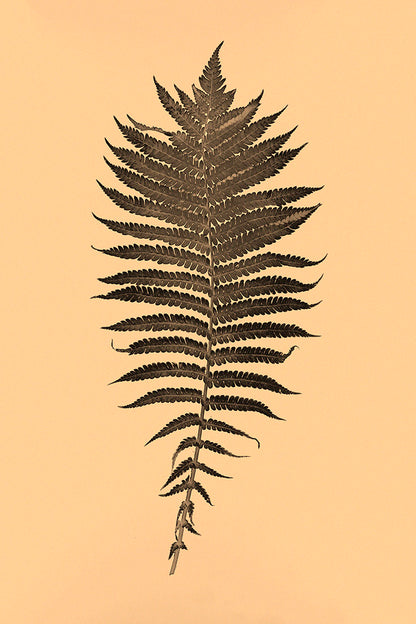 Alt Text: Plant, Fern, botanical, art, experimental, alternative, contemporary, photography, minimal, sepia, Samuel Stuart Hollenshead