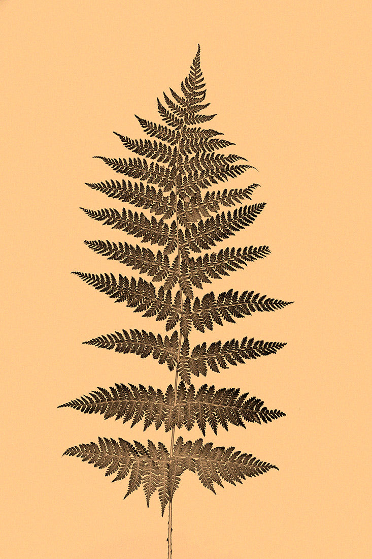 Plant, Fern, botanical, art, experimental, alternative, contemporary, photography, sepia, print, Samuel Stuart Hollenshead